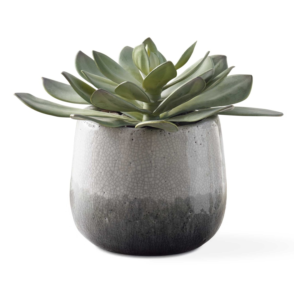 Uttermost Dudleya Gray Outdoor Succulent