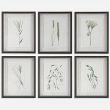 Uttermost 41459 - Uttermost Forest Finds Framed Prints Set/6