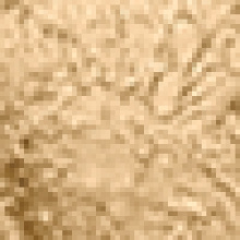 VintageGoldLeaf_VGL_Corbett.pngautowebpformatpng.jpg